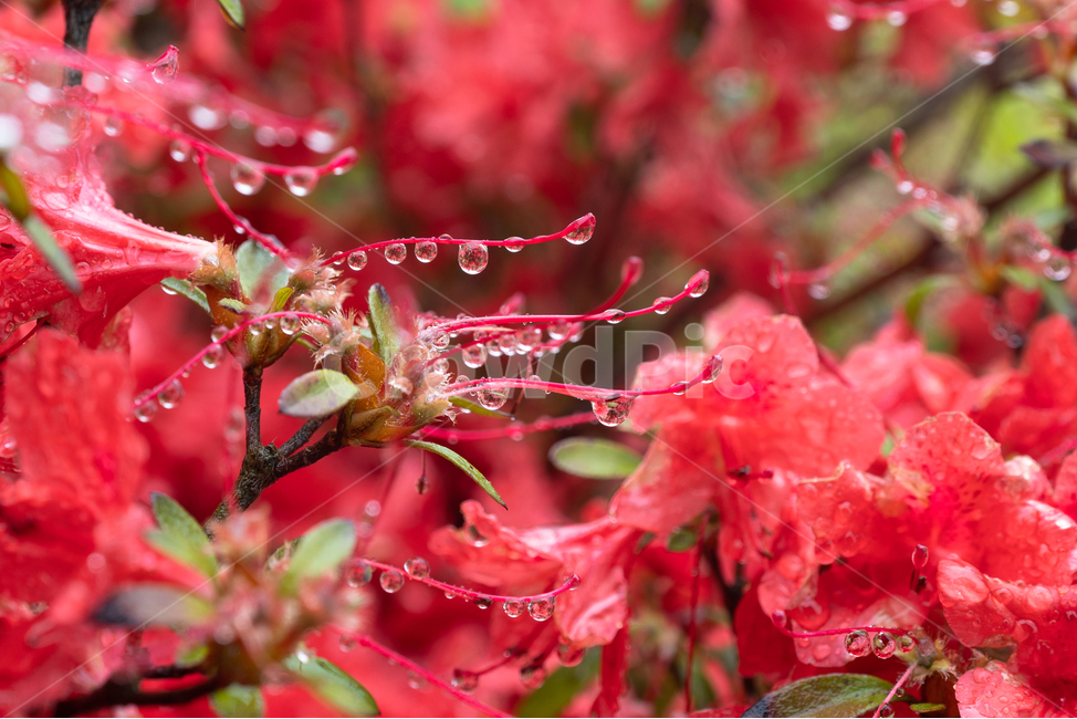 접사,빗망울,꽃,flower,rain,식물,자연,plants,nature,꽃,flower,비,비오는날,rain,rainy