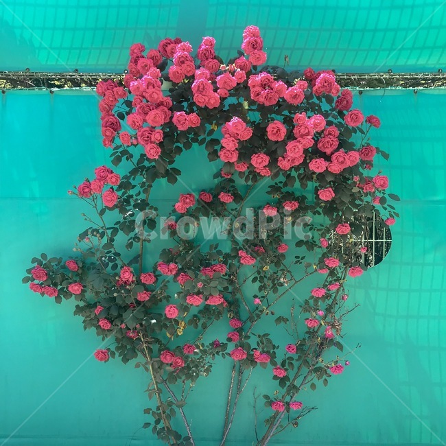 꽃,장미꽃,장미꽃다발,산책,배드민턴장,5월