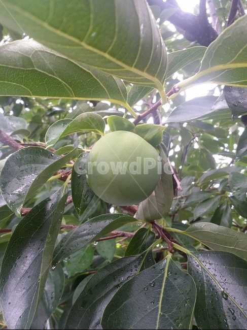 식물,과일,fruit,plant,감,식물,자연,plants,nature