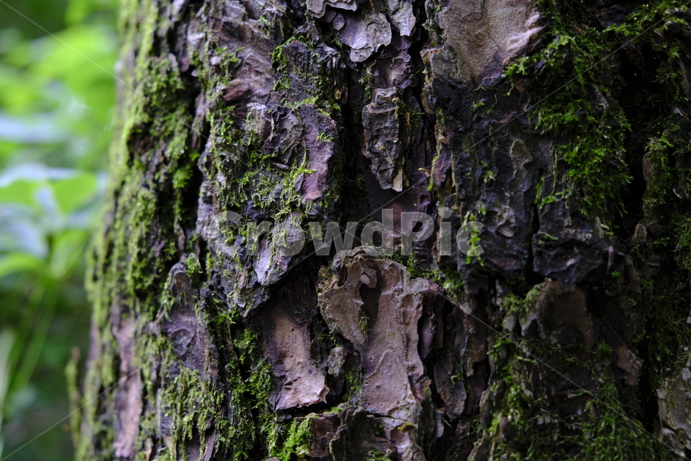 자연,숲길,숲,잎,나무,환경,초록,잎사귀,햇살,햇빛,forest,green,trail,breeze,summer,leaf,stroll