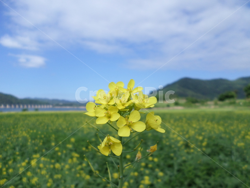 전북진안,금지배넘실마을,유채꽃축제,유채꽃,노랑노랑,하늘,꽃,flower