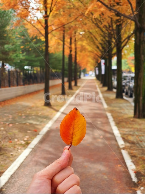 낙엽,가을,잎,단풍,가을길,가을,계절,fall,autumn,season,식물,자연,plants,nature