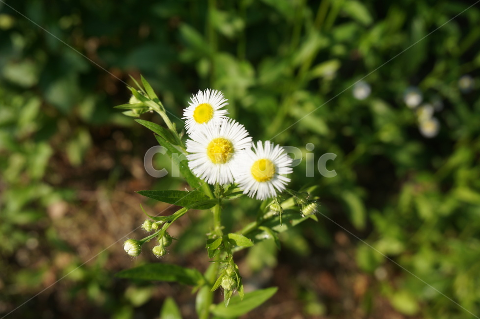 꽃,흰꽃,종이꽃,데이지,flower,노란꽃