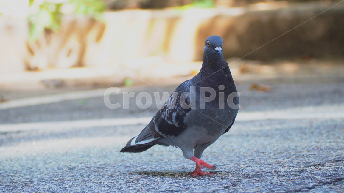 비둘기,평화,새,조류,bird,pigeon,dove,peace,동물,animal