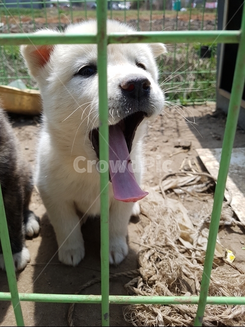 강아지,개,시골개,믹스견,새끼강아지,동물,animal,포유류,mammal,개,강아지,dog,doggy