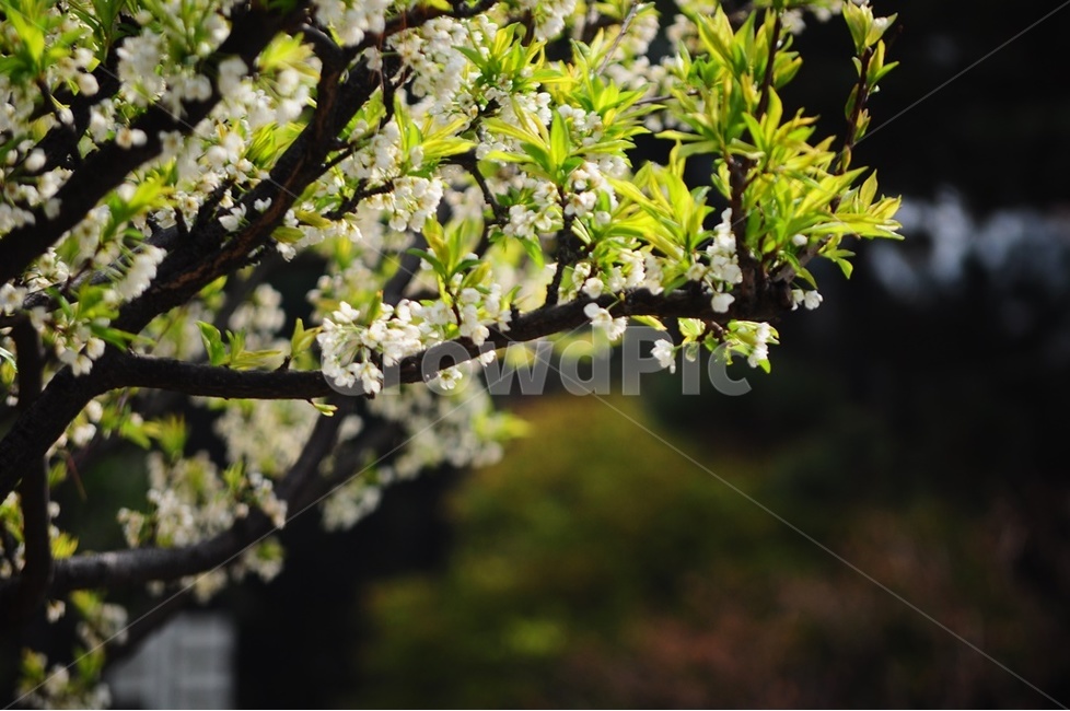 배꽃,흰꽃,백일홍,봄아지랑이,돌배,봄,계절,spring,season,식물,자연,plants,nature,꽃,flower,plant,blossom
