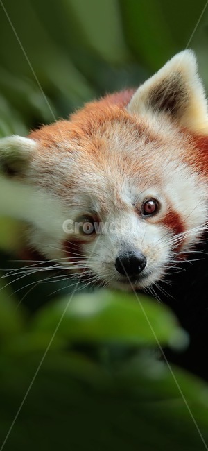 팬더,너구리,동물,자연,귀여움,동물,animal,포유류,mammal