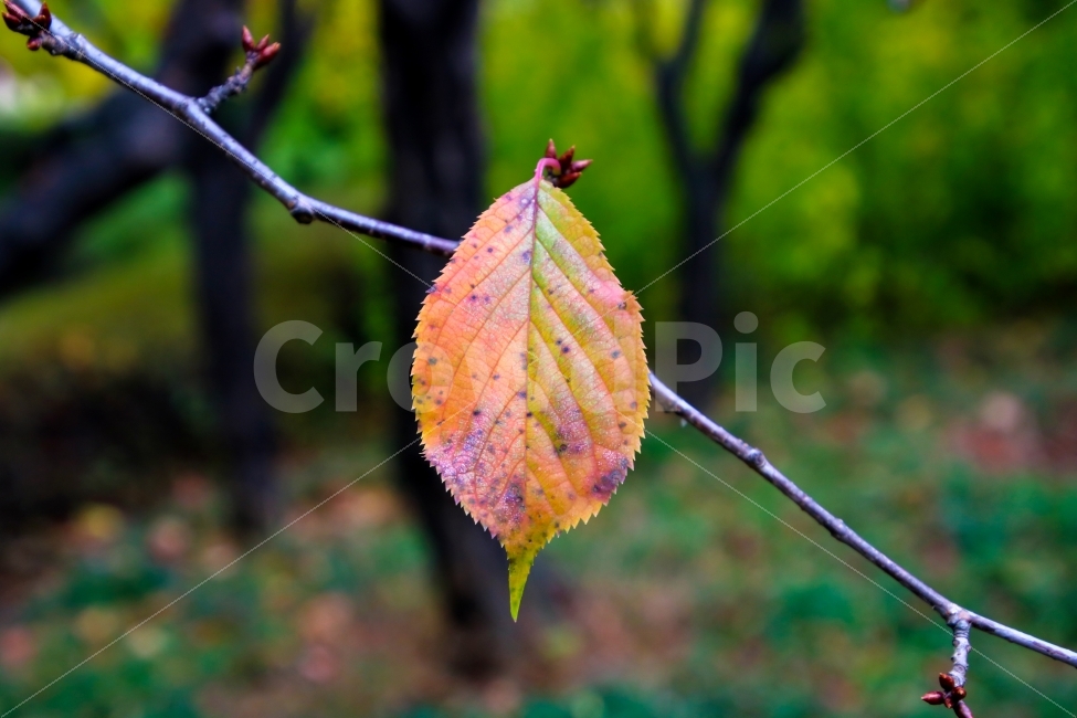가을,낙옆,나뭇가지,자연,풀,식물,계절,잎새,background,leaf,nature,color,maple,natural,isolated,golden,green,october,yellow,foliage,seasonal,orange,plant,flora,autumn,fall,tree,가을,계절,fall,autumn,season,식물,자연,plants,nature,veins,정맥