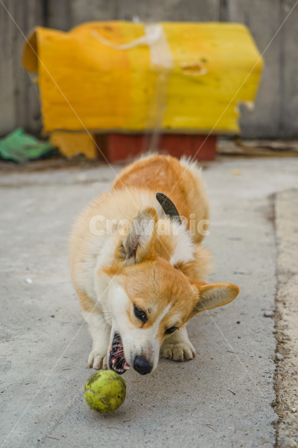 코기,웰시코기,개,강아지,숏다리,댕댕이,동물,animal,포유류,mammal,개,강아지,dog,doggy
