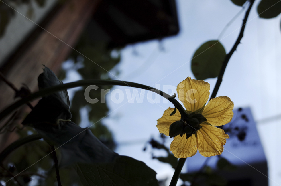 flower,식물,plant,green,초록,들꽃,leaf,잎,뒷모습,꽃,꽃의뒷면,yellow,노란꽃,노란,노랑