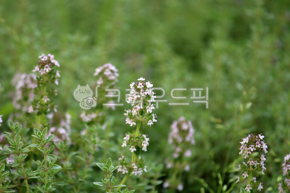 식물, 꽃, 허브, plant, flower, 사진,이미지,일러스트,캘리그라피 - benjamin작가