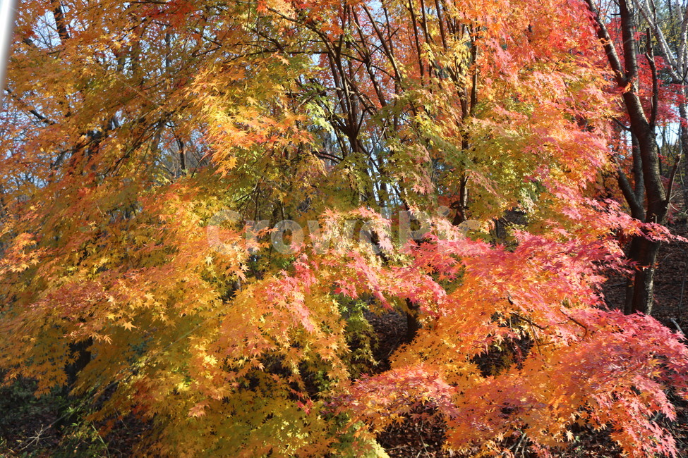 plant,식물,tree,나무,maple,단풍,leaf,잎,autumn,가을,풍경,scenery,자연,nature
