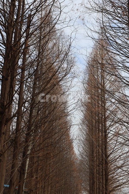 plant,식물,tree,나무,겨울