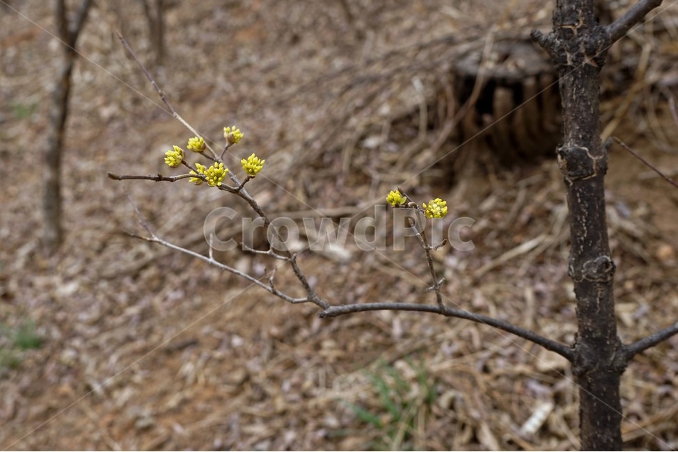 산행,식물,자연,초봄,계절,풍경,nature,꽃,landscape,나무,나무가지,trees,desolation,solitary,fallenleaves,brown,yellowbranches,산수유,봄,봄꽃,season,plant,blossom,배경,바탕,백그라운드,spring,시즌,바탕화면,꽃봉오리,노란꽃,쌍떡잎식물,층층나무과,노란산수유,Cornaceae,유실수,정원수,자생종,식물,자연,plants,nature,꽃,flower