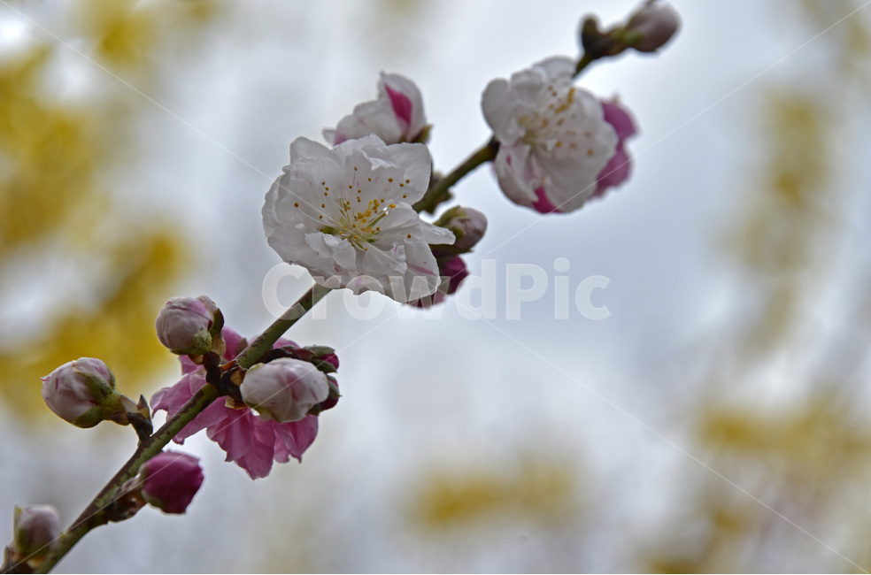오색도화,floweringpeach,꽃복사꽃,살금벽도,삼색도화,복사꽃,삼색도,식물,자연,plants,nature,꽃,flower