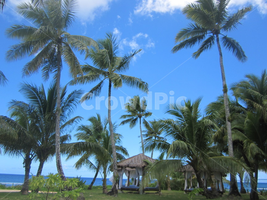 괌,guam,야자수,힐링,휴양,여행,휴가,traveling,vacation,trip