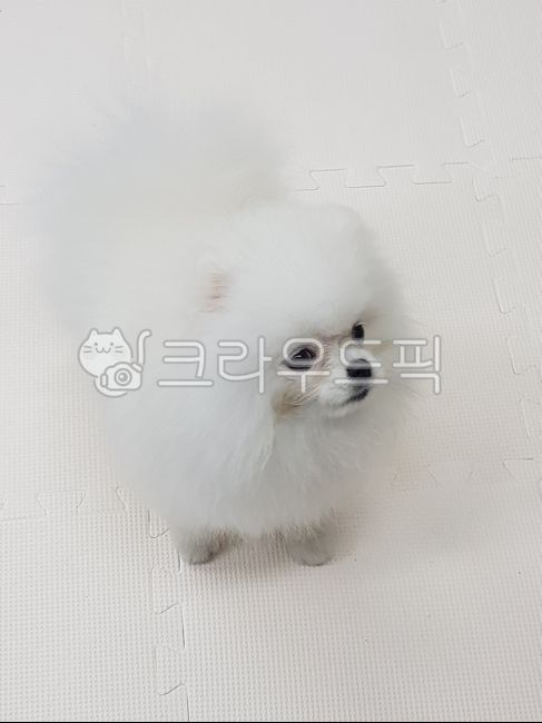 강아지,포메라니안,개,새끼포메,하얀포메,하얀포메라니안,하얀강아지,하얀개,복실복실,dog