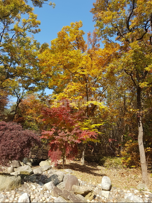 tree,plant,식물,가을풍경,낙엽,가을나무,가을낙엽,돌,단풍,은행나무,가을,계절,fall,autumn,season,나무