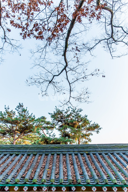 기와,낙엽,문양,선,사찰,문화유산,한국전통,한국문화,korean traditional,korean culture,건축물,건물외관,exterior,building,structure,architecture,construction