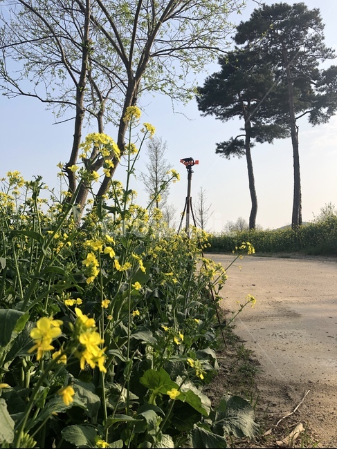 꽃,산책,봄,길,나무,푸른,노란꽃