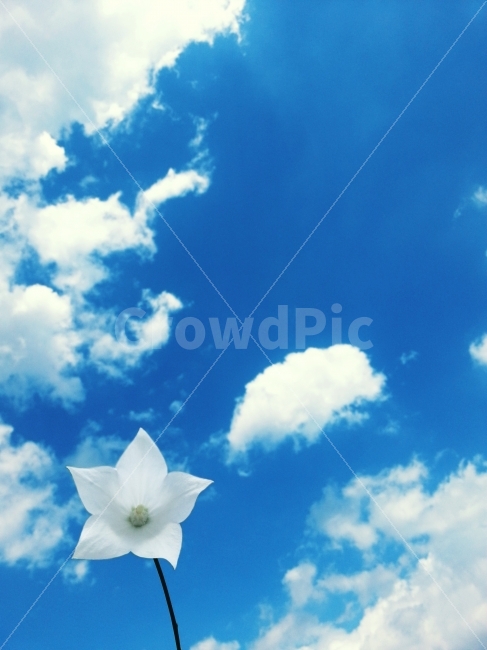 하늘,바람,꽃,파란하늘,도라지꽃,식물,자연,plants,nature,꽃,flower