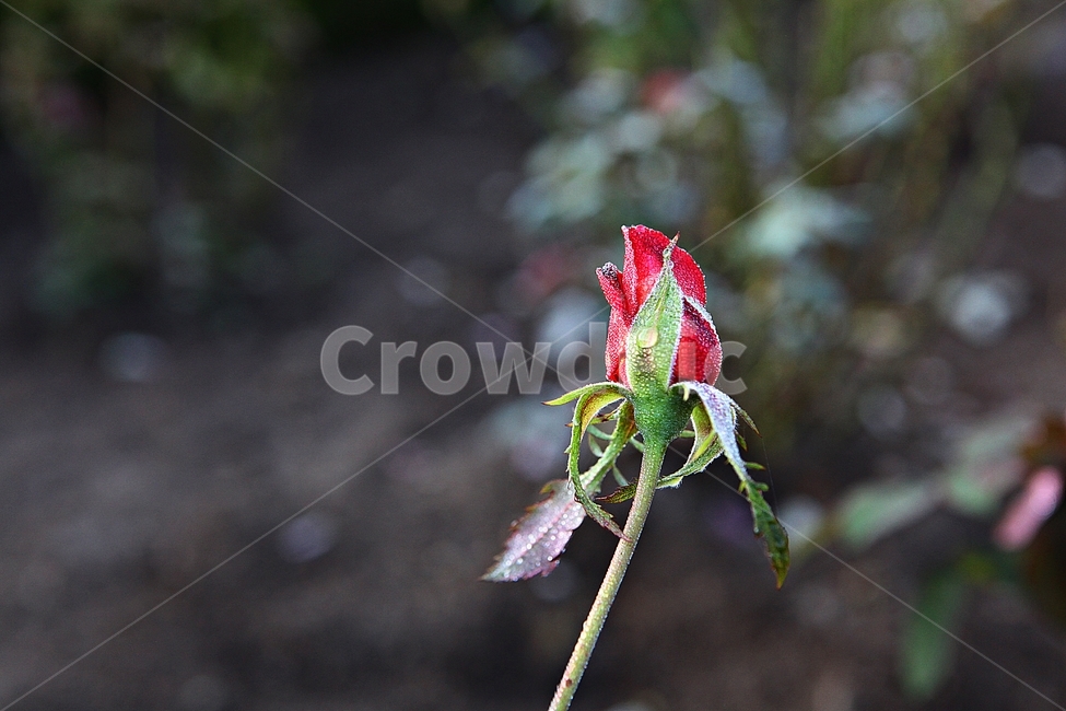 장미,장미꽃,얼은장미,꽃,꽃잎,식물,자연,가을,공원,화단,서리,식물,자연,plants,nature,꽃,flower