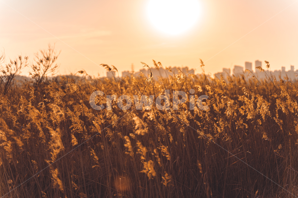 갈대,노을,sunset,spring,갯골생태공원,한국자연풍경,해질녘,봄,가을,계절,fall,autumn,season,자연,풍경,nature,landscape,grass,잔디,plant,식물,field,들,outdoors,옥외