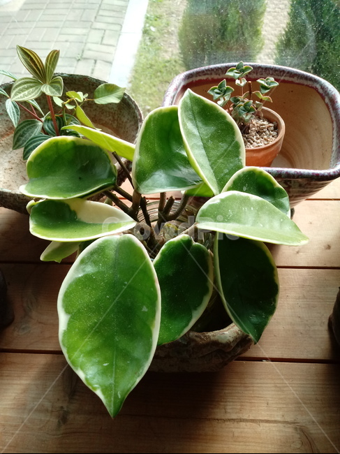 식물,소품,장식용,화분,plant,leaf,잎,도기류,식물,자연,plants,nature