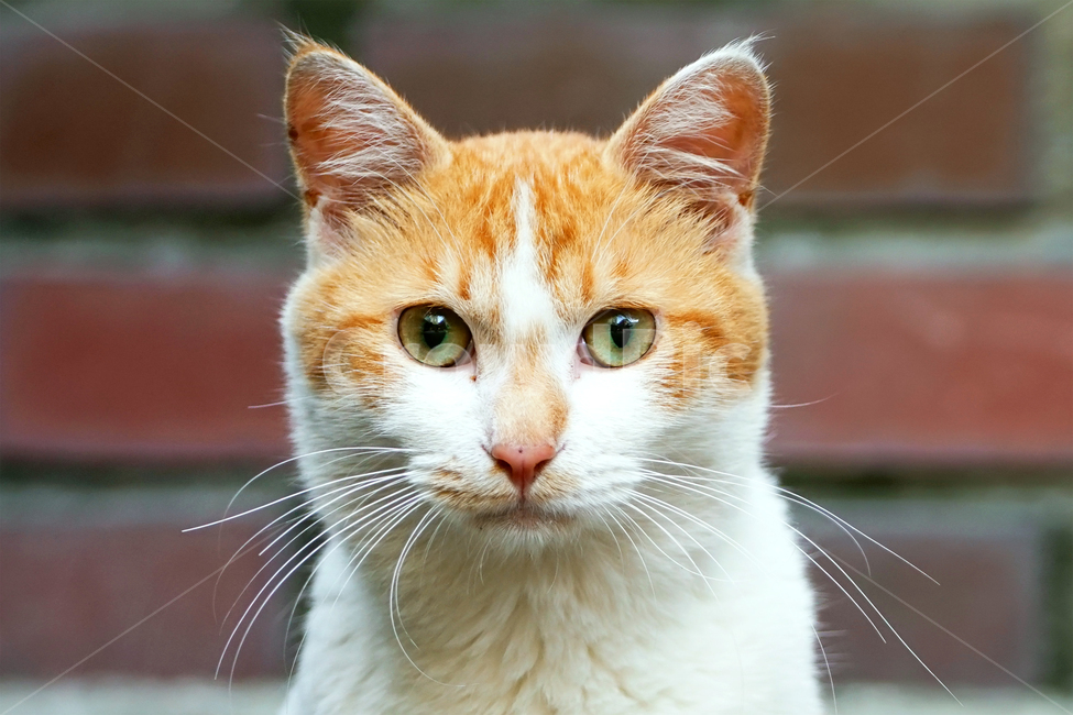 고양이,길냥이,집중,구경,응시,침착함,차분함,정숙함,조용함,진지함,신중함,길고양이,야옹이,냐옹이,유기묘,반려묘,애완동물,반려동물,야생동물,떠돌이,캣,펫,동물,animal,포유류,mammal,고양이,cat,kitten,kitty