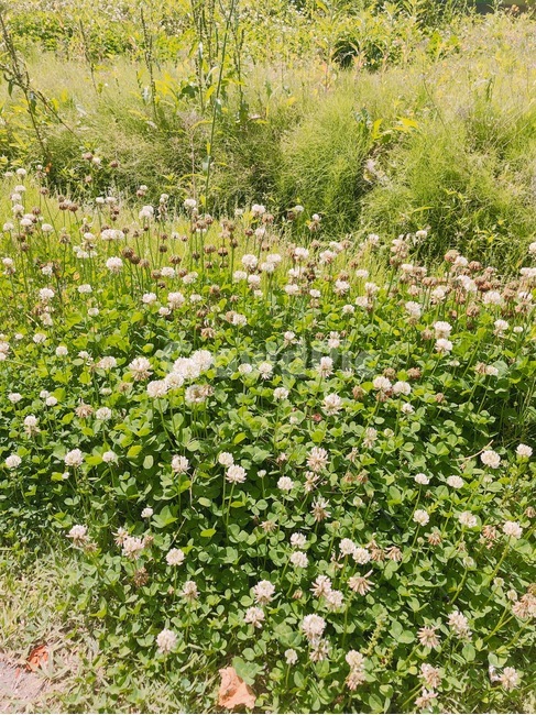 토끼풀,풀,초록색,연두색,봄,green,식물,자연,plants,nature
