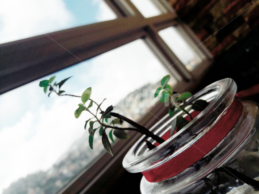 식물,작은,화분,감성,실내,필리핀,바기오,식물,자연,plants,nature