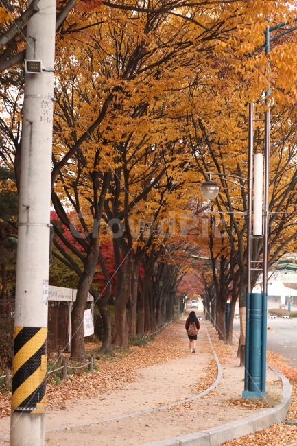 가을,단풍,단풍나무,나무,공원,뒷모습,감성사진,감성,전봇대,가을,계절,fall,autumn,season,사람,인물,인간,human,person,여성,여자,woman,female,lady,tree,plant,식물