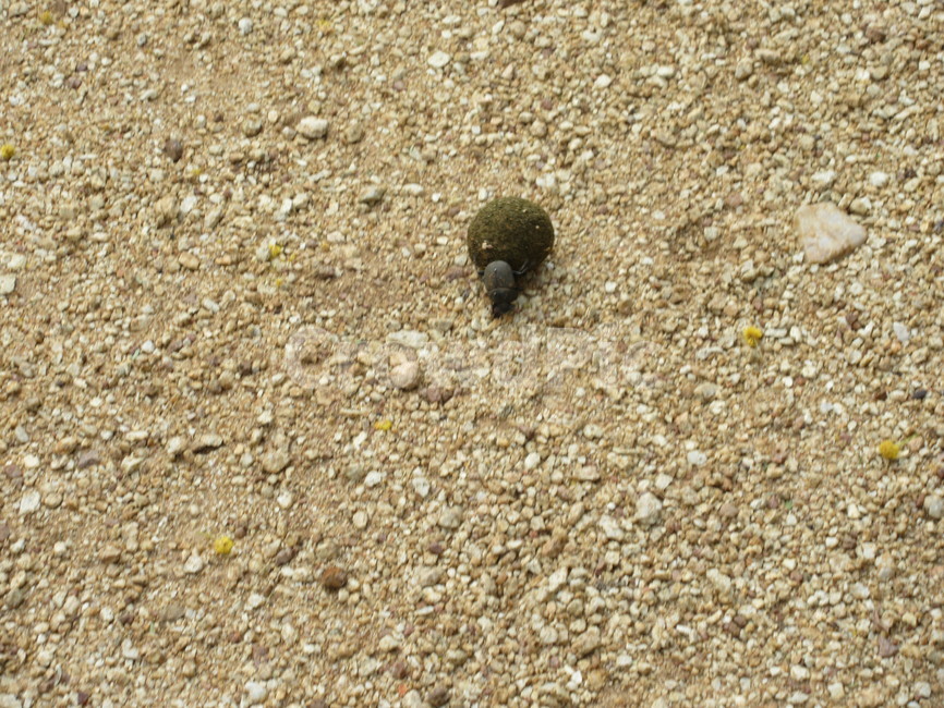 쇠똥구리,자연,곤충,열정,일,곤충,벌레,insect,bug