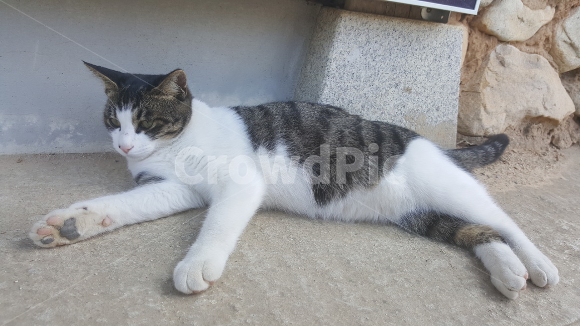 고양이,동물,pet,mammal,착한애,맨섬사람,manx,고양이,cat,kitten,kitty
