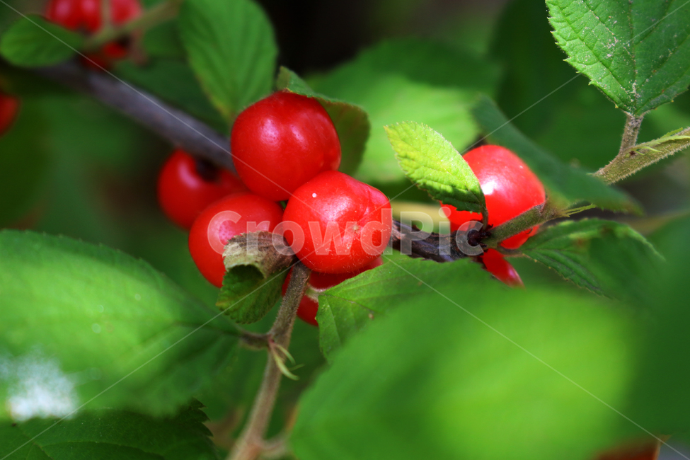 plant,leaf,나뭇잎,식물,열매