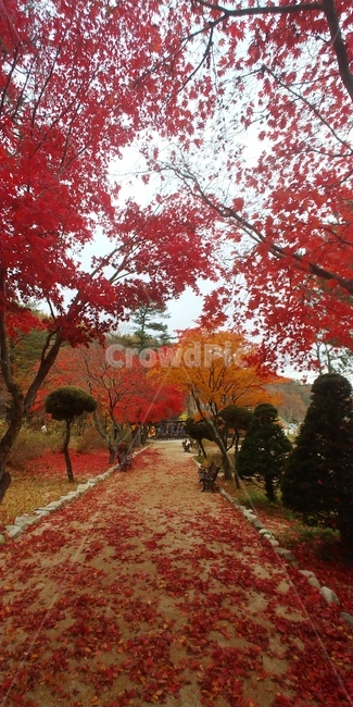tree,나무,plant,식물,maple,단풍,leaf,낙엽,가을,자연,풍경,길,잎
