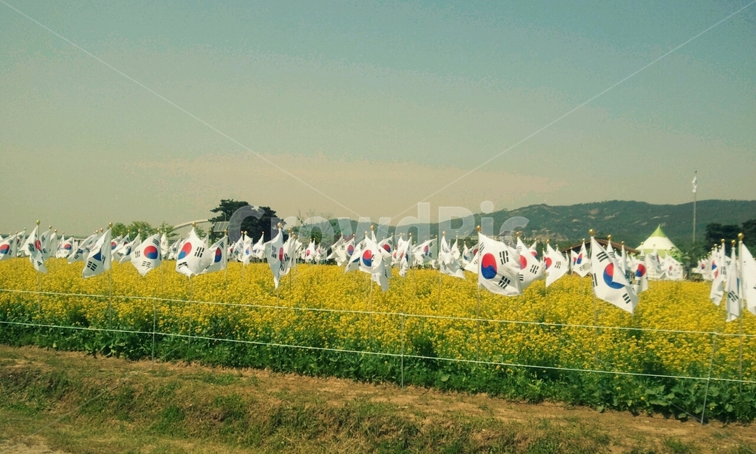 유채꽃,태극기,유채꽃공원,공원,태극기공원,한강공원