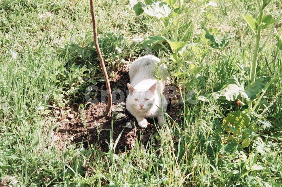 고양이,길고양이,흰고양이,길냥이,하얀고양이,동물,animal,포유류,mammal,고양이,cat,kitten,kitty