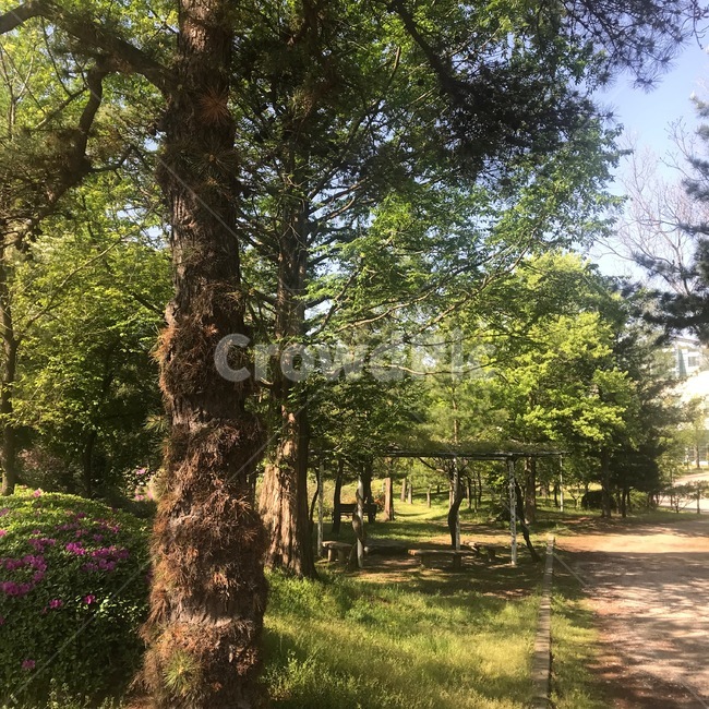 나무,나무가지,연두색,그린,green,여름,봄