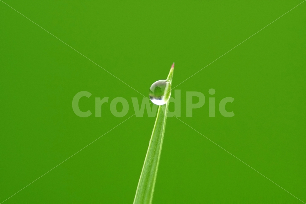물방울,빗방울,이슬,식물,이파리,자연,비,비온후,아침,흐림,nature,waterdrop,raindrop,빗물,풀,풀잎,접사,macro,감성,감성사진,힐링,힐링사진,느낌,분위기,신비,신비한,신비로운,유리,구슬,투명한,투명,유리구슬,싱그러운,싱그럽다,싱싱한,싱싱하다,물기,수분,축축한,축축하다,축축,젖은,젖다,한국자연,한국의자연,snap,snapshot,스냅,스냅사진,스넵,스넵사진,풍경,landscape,시골,country,비,비오는날,rain,rainy,식물,자연,plants,nature