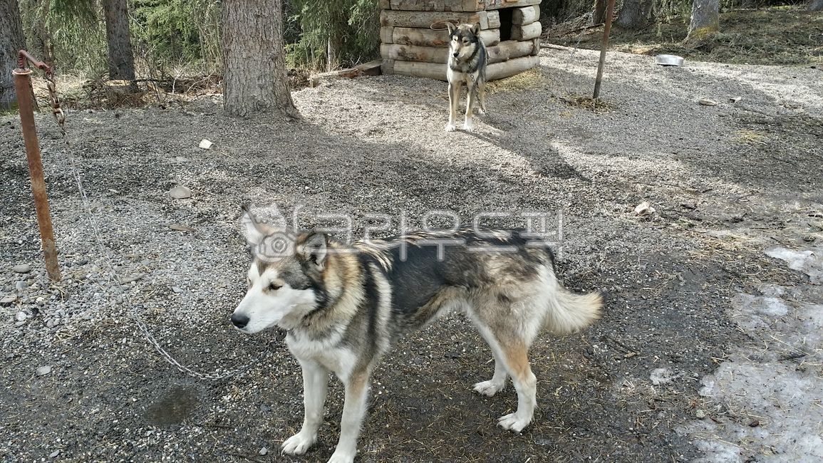 Siberian husky,husky,sled dog,malamute,Pets,mammal,animal,Eskimodog,dog