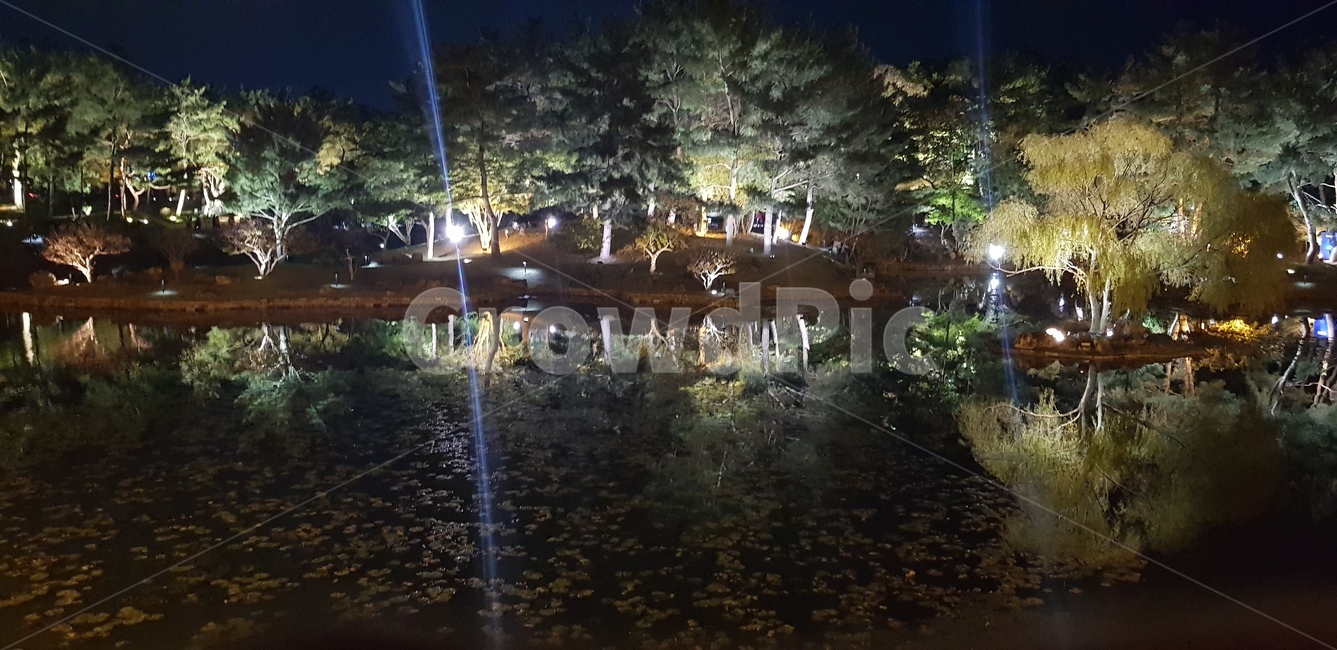 경주,야경,물,나무,물반사,동궁과월지,동궁,월지