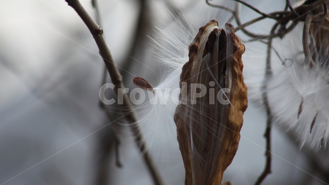 박주가리,씨앗,종자,식물,seed,식물,자연,plants,nature