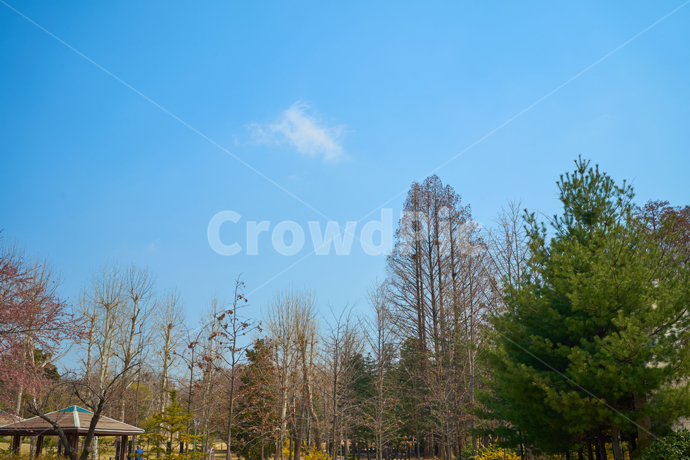 봄,푸른하늘,구름,풍경,나무,소나무,자작나무,벚꽃나무,하늘,spring,sky,cloud,landscape,tree