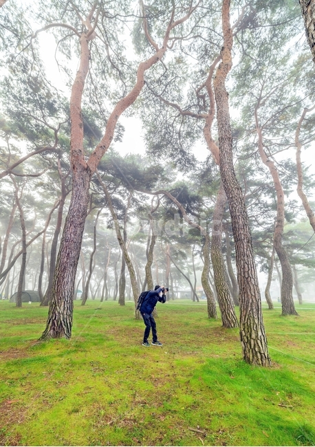 풍경,소나무,안개,솔밭,송호리솔밭,자연,풍경,nature,landscape,사진작가,포토그래퍼,photographer,tree,나무,plant,식물,tree trunk,나무 줄기