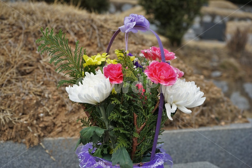 묘,성묘,국화,꽃,꽃다발,묘지,카네이션,추모,tomb,pray,respect,grave,flower,beautiful,plant,잔디,조화,식물,산소,순백,노랑,꽃,flower