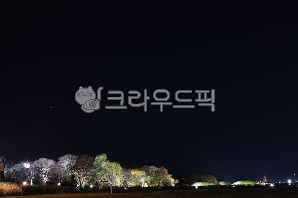 경주,경주야경,계림숲,경주명소,가을숲