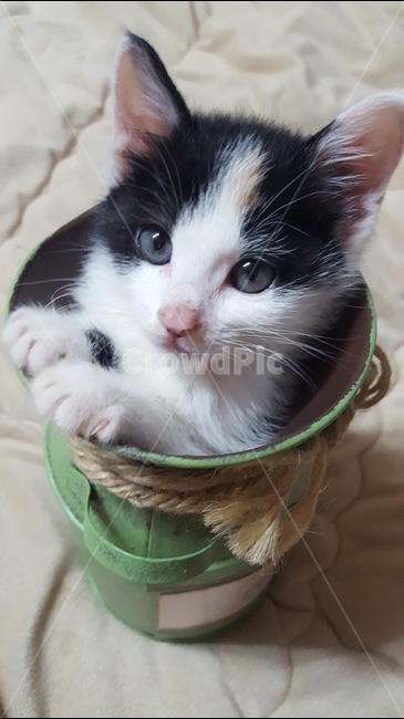 고양이,아기고양이,냥이,코숏,애묘,cat,동물,animal,포유류,mammal,고양이,cat,kitten,kitty