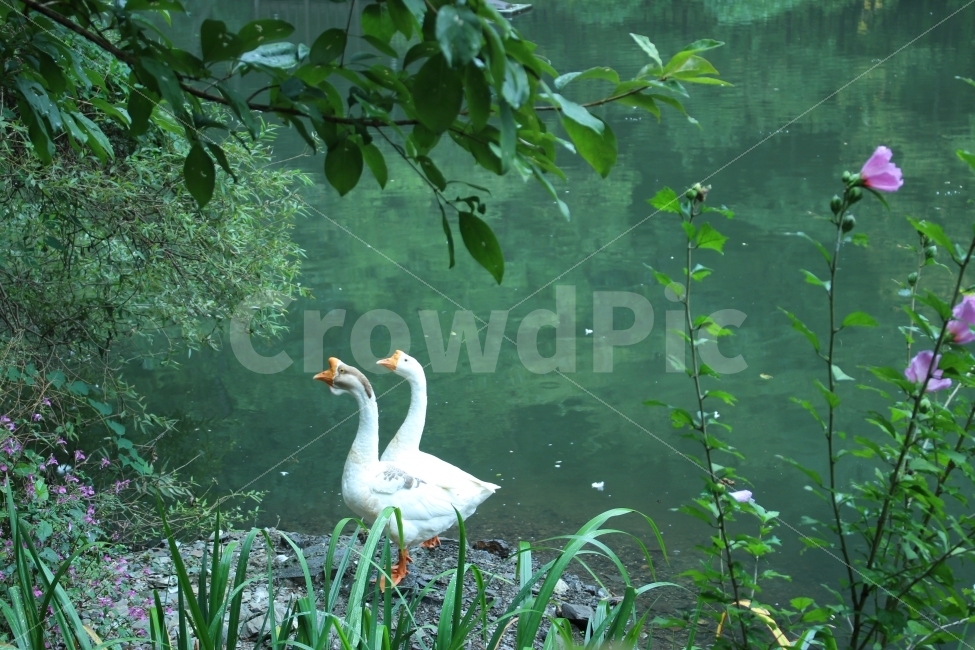 거위,호수,저수지,꽃,자연,풍경,동물,animal,조류,새,birds