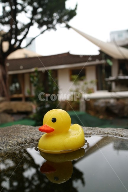 오리,감성,비,장난감,toy,duck,한옥,전통가옥